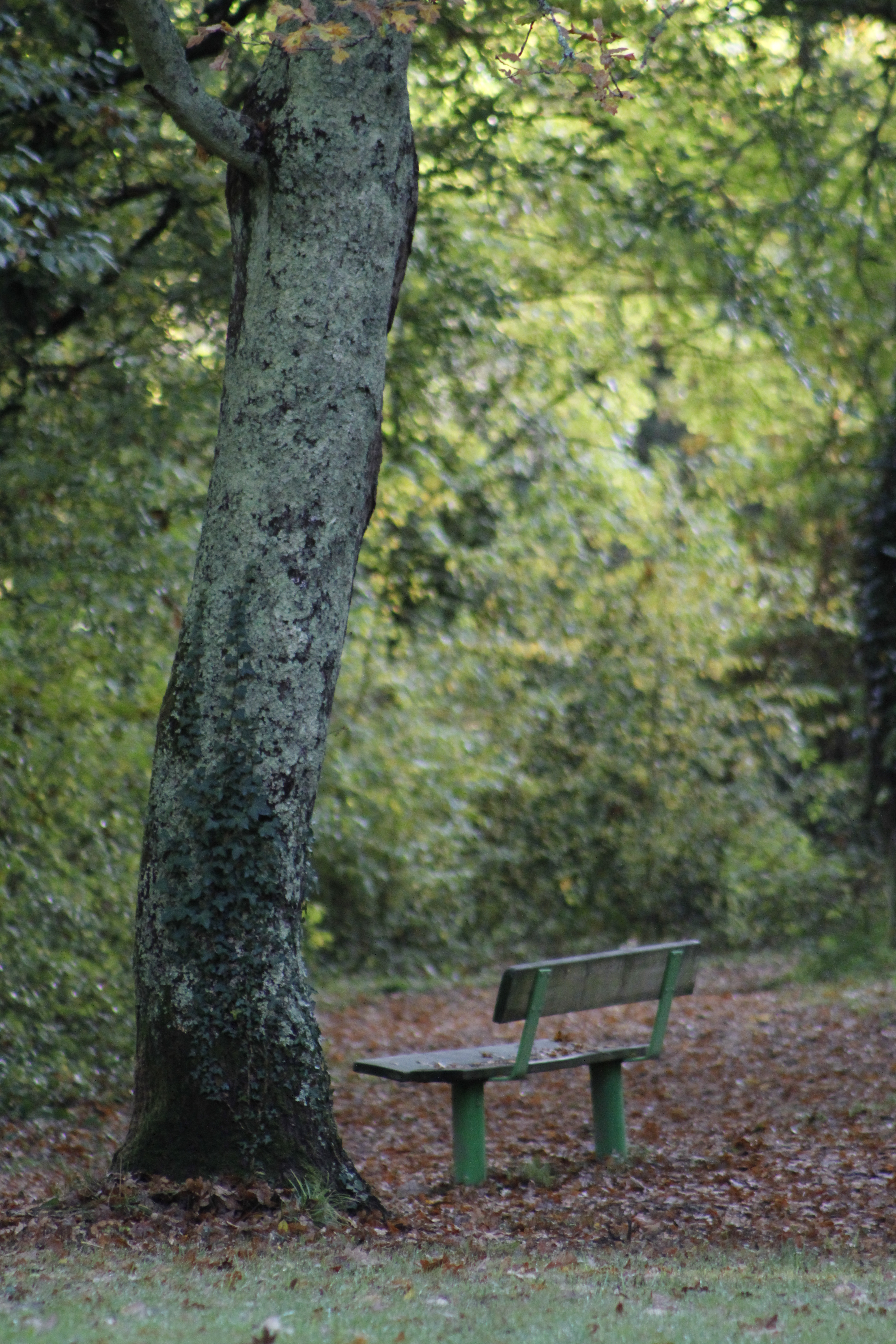 Image foret